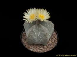 Astrophytum myriostigma 1143